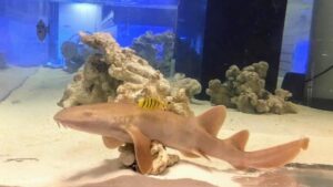 Nurse Shark