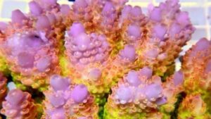 OMG Acropora