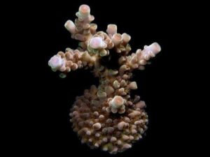 Ethereal Acropora