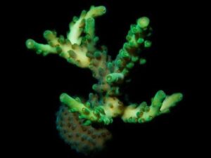 Gecko Green Acropora