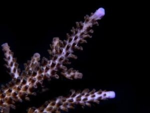 Indo Purple Tip Staghorn Acropora