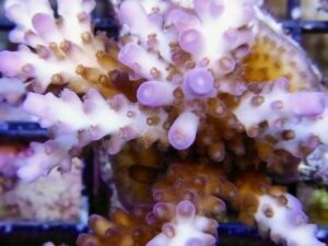 Miami Orchid Acropora