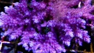 Plum Craz Acropora