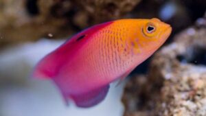 Oblique Lined Dottyback
