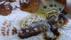 Ocellated dragonet