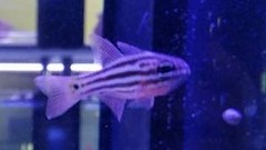 Ochrestriped Cardinalfish