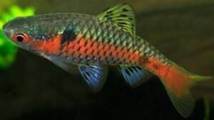 Odessa Barb
