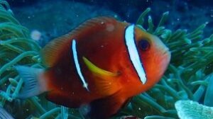 Oman Clownfish
