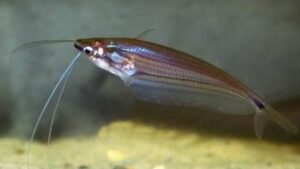 Borneo Glass Catfish