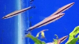 One Lined Pencilfish