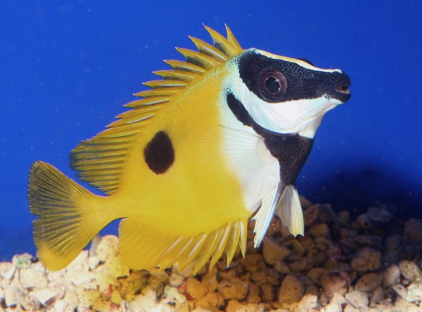 One Spot Foxface