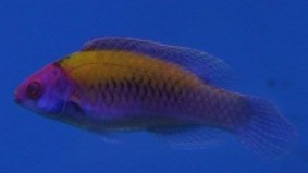 Orange Back Fairy Wrasse