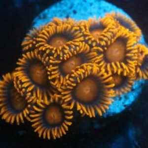 Orange Bam Bams Zoas