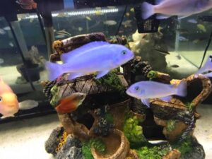 Fuelleborni Cichlid, Orange Blossom