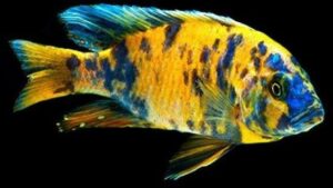 Orange Blotched Peacock Cichlid