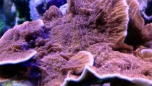 Orange Capricornis Montipora