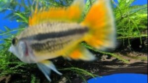 Orange Cockatoo Cichlid