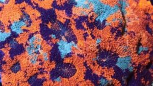 Orange Crush Echinata