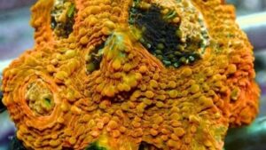 Orange Delight Acan Echinata