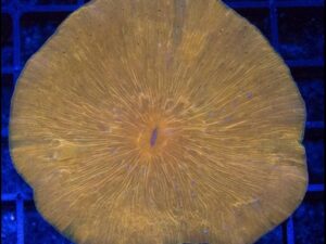 Orange Diaseris Fungia Plate