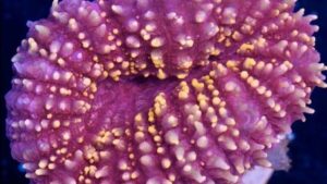 Orange Dot Lobophyllia