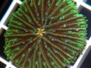 Orange Eye Fungia