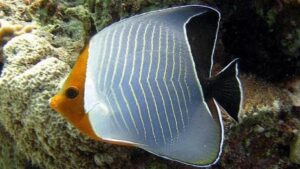 Orange Face Butterflyfish
