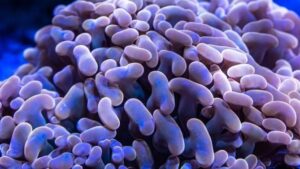 Orange Hammer Euphyllia