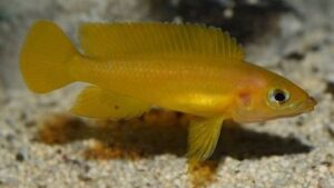 Orange Leleupi Cichlid