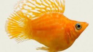 Orange Balloon Molly