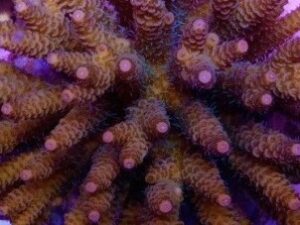 Orange Millepora