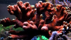 Orange Branched Montipora