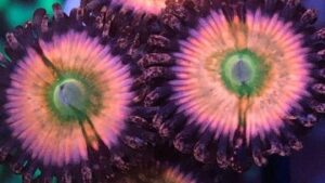 Orange Rainbows Zoas