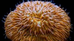 Orange Rim Diasaris Plate Fungia