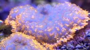 Orange Rim Rhodactis