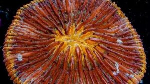 Orange Rimmed Fungia