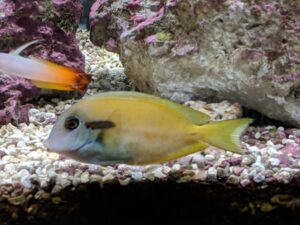Orange Shoulder Tang