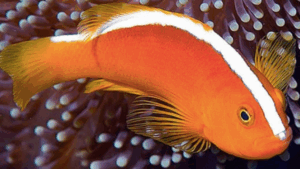Orange Skunk Clownfish