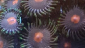 Orange Spot Zoas