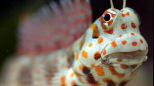 Orange Spotted Blenny