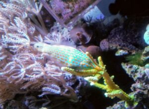 Orange Spotted Filefish