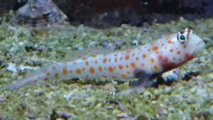 Orange Spotted Goby