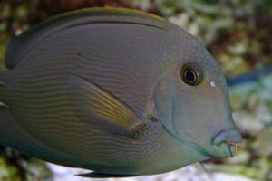 Orange Stripe Bristletooth Tang