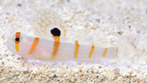 Orange Stripe Prawn Goby