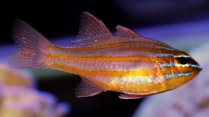 Orange Striped Cardinalfish