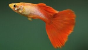 Orange Sunshine Guppy