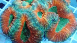 Orange and Green Lobophyllia