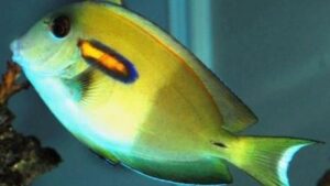 Epaulette Surgeonfish