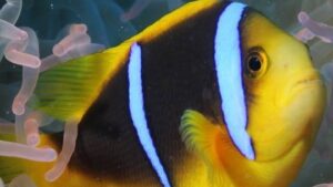 Orange fin Clownfish