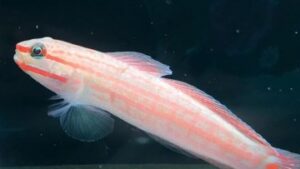 Orangemarked Goby